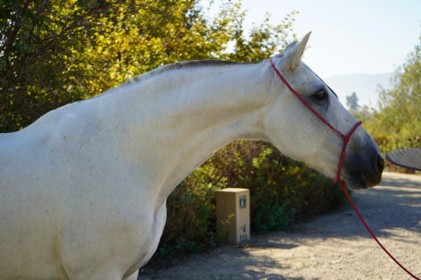 HorseID: 2306896 Queen Diana - PhotoID: 1090665