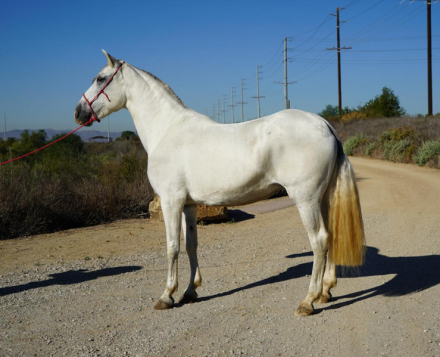 HorseID: 2306896 Queen Diana - PhotoID: 1090666