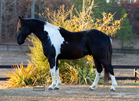 HorseID: 2306899 Hudson - PhotoID: 1090667