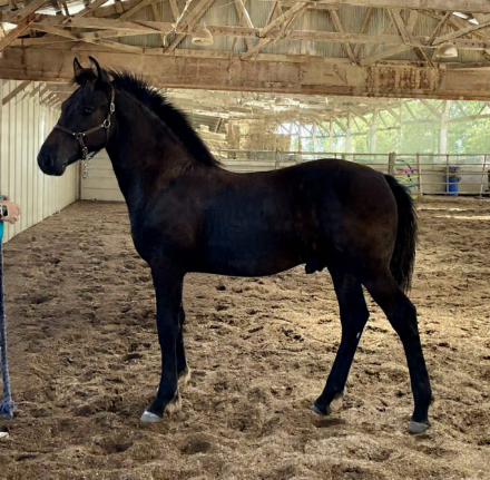 HorseID: 2306900 ANTONIO - PhotoID: 1090669