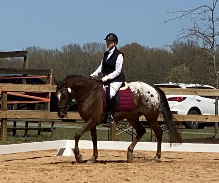 HorseID: 2306903 Sorcerer's Apprentice - PhotoID: 1090670