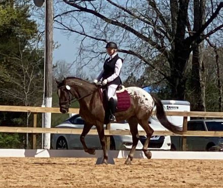 HorseID: 2306903 Sorcerer's Apprentice - PhotoID: 1090671