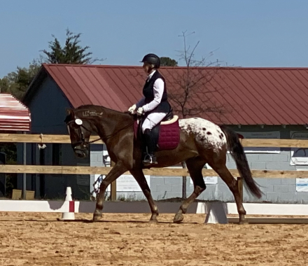 HorseID: 2306903 Sorcerer's Apprentice - PhotoID: 1090673