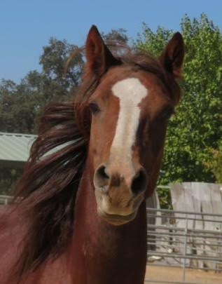 HorseID: 2306906 JAF Calico Treasure - PhotoID: 1091282