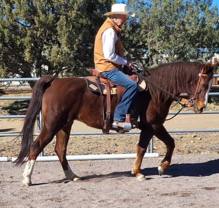 HorseID: 2306906 JAF Calico Treasure - PhotoID: 1091284