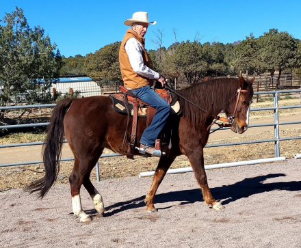 HorseID: 2306906 JAF Calico Treasure - PhotoID: 1091285