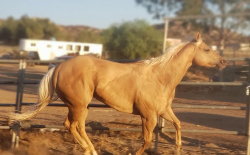 HorseID: 2306908 Ima Sinful Secret - PhotoID: 1090699