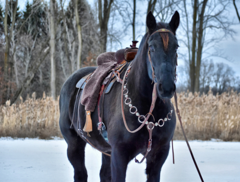 HorseID: 2306909 Jalin’s Alyssa - PhotoID: 1090675