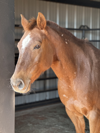 HorseID: 2306912 Sheza Bunny Bandita - PhotoID: 1090676