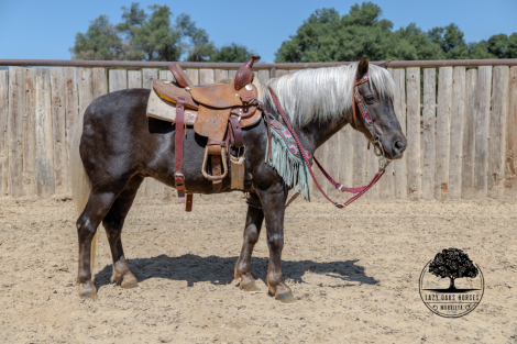 HorseID: 2306918 HUCKLEBERRY - PhotoID: 1090679
