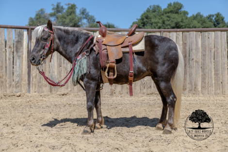 HorseID: 2306918 HUCKLEBERRY - PhotoID: 1090680