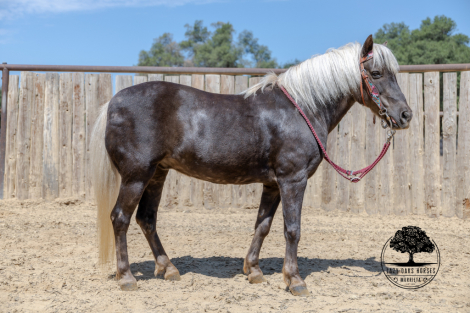 HorseID: 2306918 HUCKLEBERRY - PhotoID: 1090682