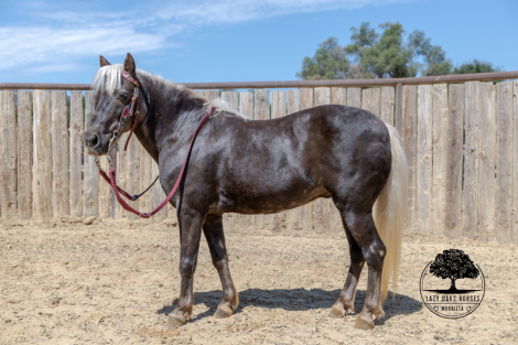 HorseID: 2306918 HUCKLEBERRY - PhotoID: 1090683