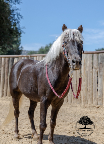 HorseID: 2306918 HUCKLEBERRY - PhotoID: 1090684