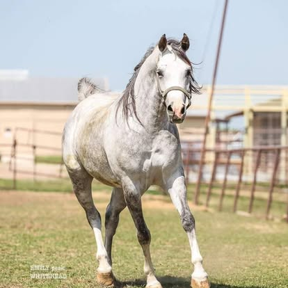 HorseID: 2306925 RBR Tin Man - PhotoID: 1090722