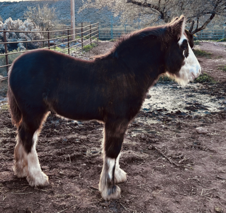 HorseID: 2306927 SD Bred Smokey Black Colt - PhotoID: 1090685