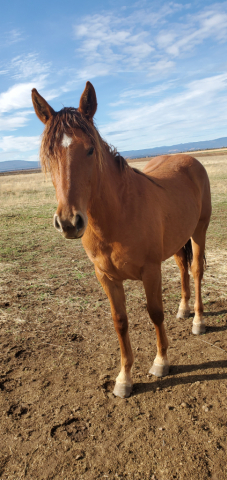 HorseID: 2306929 Zara of Steen - PhotoID: 1090686