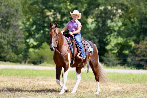 HorseID: 2306930 Austin - PhotoID: 1090687