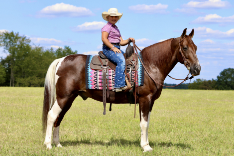 HorseID: 2306930 Austin - PhotoID: 1090688