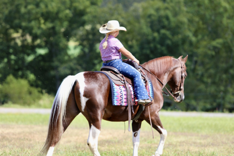HorseID: 2306930 Austin - PhotoID: 1090690