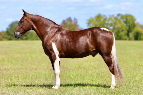 HorseID: 2306930 Austin - PhotoID: 1090691