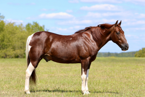 HorseID: 2306930 Austin - PhotoID: 1090692