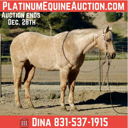 HorseID: 2306932 Beamer LHR - PhotoID: 1090730