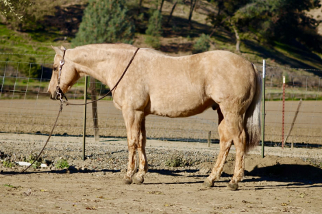 HorseID: 2306932 Beamer LHR - PhotoID: 1090731