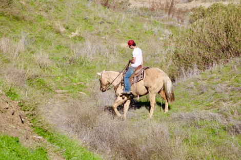 HorseID: 2306932 Beamer LHR - PhotoID: 1090732