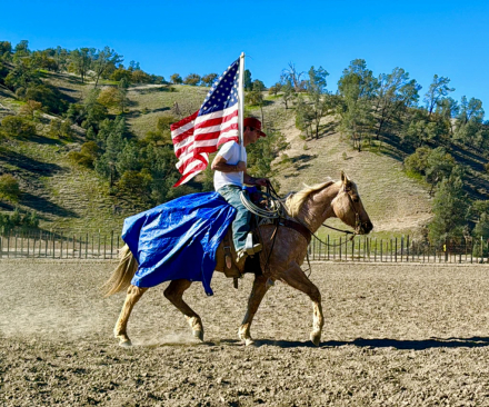 HorseID: 2306932 Beamer LHR - PhotoID: 1090733