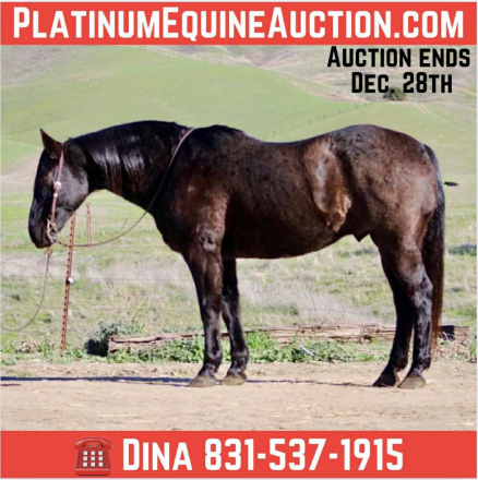 HorseID: 2306933 Bruce LHR - PhotoID: 1090734