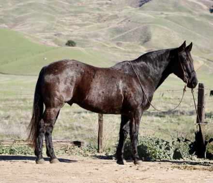 HorseID: 2306933 Bruce LHR - PhotoID: 1090735