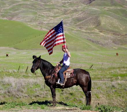 HorseID: 2306933 Bruce LHR - PhotoID: 1090736