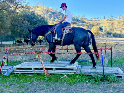 HorseID: 2306933 Bruce LHR - PhotoID: 1090737