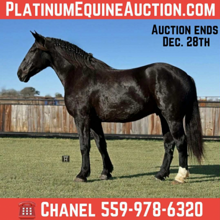 HorseID: 2306934 Coal HHC - PhotoID: 1090738