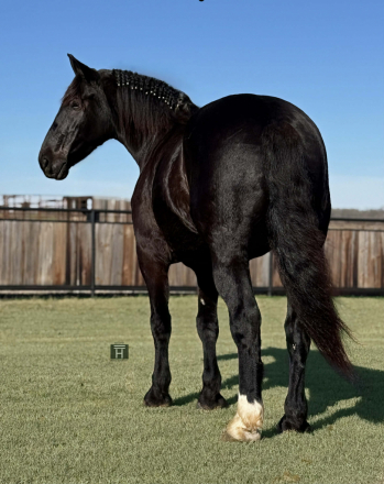 HorseID: 2306934 Coal HHC - PhotoID: 1090739