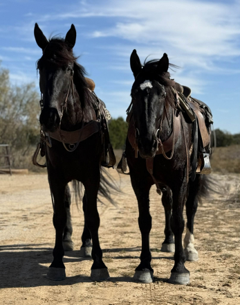 HorseID: 2306934 Coal HHC - PhotoID: 1090740