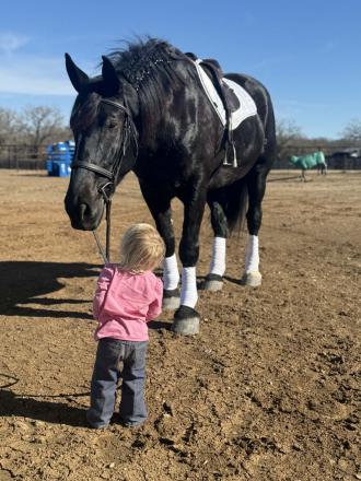 HorseID: 2306934 Coal HHC - PhotoID: 1090741