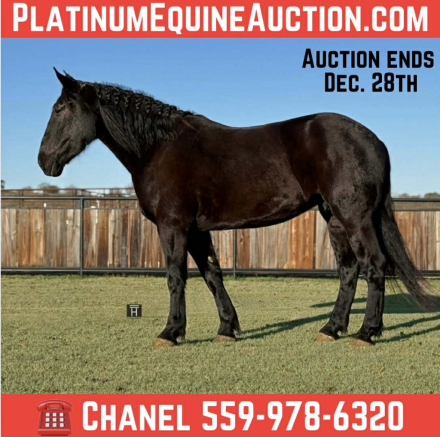 HorseID: 2306935 Smoke HHC - PhotoID: 1090750