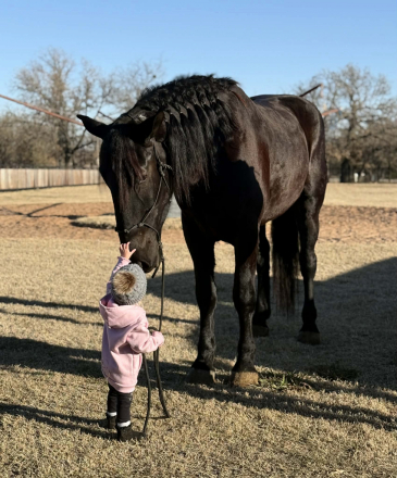 HorseID: 2306935 Smoke HHC - PhotoID: 1090753