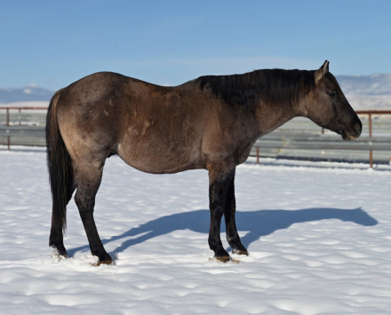 HorseID: 2306936 PLENTY HANCOCK DUN - PhotoID: 1090706