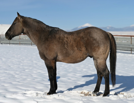 HorseID: 2306936 PLENTY HANCOCK DUN - PhotoID: 1090707