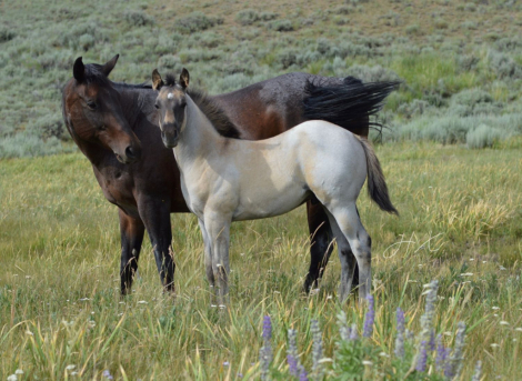 HorseID: 2306936 PLENTY HANCOCK DUN - PhotoID: 1090708