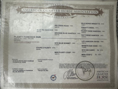 HorseID: 2306936 PLENTY HANCOCK DUN - PhotoID: 1090709