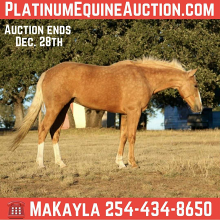 HorseID: 2306937 Dualin Jose Cuervo - PhotoID: 1090746