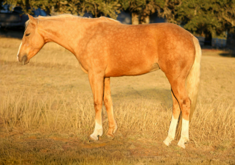 HorseID: 2306937 Dualin Jose Cuervo - PhotoID: 1090747