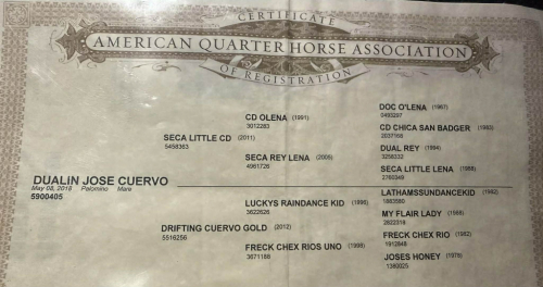 HorseID: 2306937 Dualin Jose Cuervo - PhotoID: 1090748