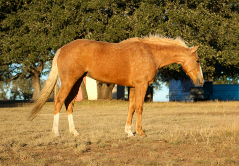 HorseID: 2306937 Dualin Jose Cuervo - PhotoID: 1090749