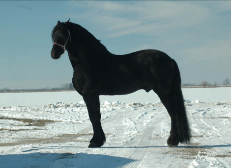 HorseID: 2306938 TJERK FAN BONNIE VIEW - PhotoID: 1090710