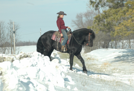 HorseID: 2306938 TJERK FAN BONNIE VIEW - PhotoID: 1090712